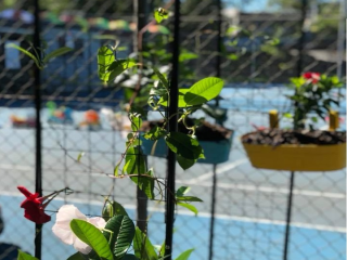 Pure Tennis Academy - Ferny Hills in Ferny Hills